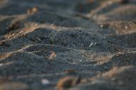 sand-macro-dune-beach-1574541.jpg