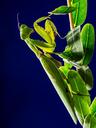 praying-mantis-fishing-locust-235030.jpg