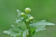 buttercup-plant-poisonous-plant-752971.jpg