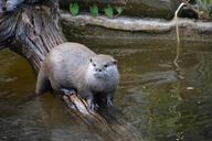 otter-wildlife-nature-water-animal-1244429.jpg