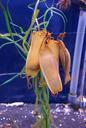 shark-eggs-hai-egg-hatching-553083.jpg