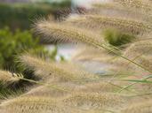 ornamental-grasses-grasses-shrubs-209585.jpg