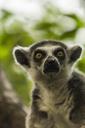 lemur-mammal-animal-nature-1281793.jpg