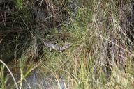 alligator-swamp-reptile-hatched-697393.jpg