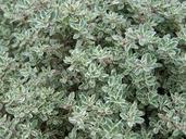 thyme-plant-herb-spices-341930.jpg