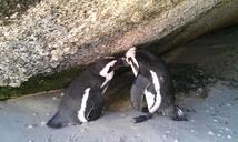 south-africa-boulders-beach-penguin-941217.jpg