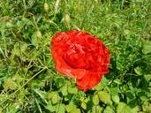 fields-flowers-poppy-1467271.jpg