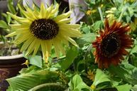 sunflowers-garden-sun-flowers-882764.jpg