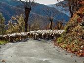 sheep-berger-herd-c%C3%A9vennes-1040655.jpg