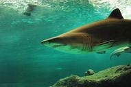 shark-under-water-animal-fish-506025.jpg