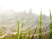 spider-web-green-spider-web-nature-1012353.jpg