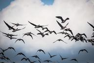 flock-of-birds-geese-fly-birds-615170.jpg