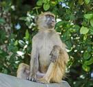 baboon-monkey-primate-sitting-516509.jpg