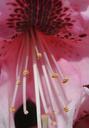 rhododendron-flower-pink-stamens-561800.jpg