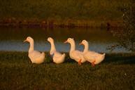 ducks-waterfowl-row-fowl-wildlife-500753.jpg