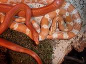 corn-snake-snakes-terraristik-720510.jpg