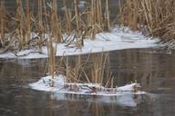 ice-cream-floors-frost-winter-613569.jpg