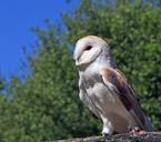 barn-owl-owl-bird-animal-wildlife-164923.jpg