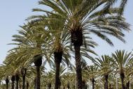 palm-trees-rows-tropical-landscape-721172.jpg