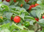 pepper-plant-green-247013.jpg