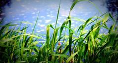 grass-sky-clouds-outdoors-scenic-498687.jpg