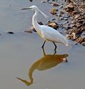 egret-bird-wildlife-dharwad-171621.jpg