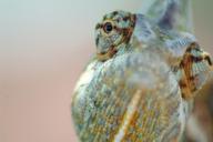 chameleon-eye-reptile-276604.jpg