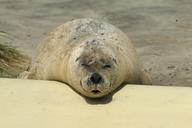 seal-phoca-vitulina-robbe-dog-seal-874391.jpg