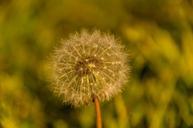 seed-head-seeds-weed-dandelion-881541.jpg