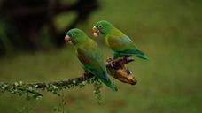 orange-chinned-parrots-costa-rica-1586951.jpg