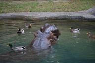 disney-hippo-hippopotamus-water-1466837.jpg