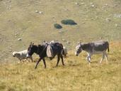 flock-grazing-lambs-mountain-87310.jpg