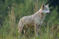 wolf-predator-carnivores-1598973.jpg