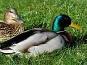 pair-of-ducks-couple-ducks-357809.jpg