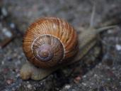 snail-shell-mollusk-reptile-694137.jpg