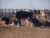 dairy-cows-livestock-farm-1144312.jpg