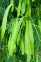 acacia-flora-fresh-green-greenery-19345.jpg