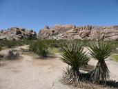 joshua-tree-national-park-landscape-55715.jpg