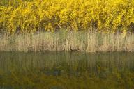 shrubs-yellow-water-dry-layer-1352643.jpg