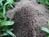 ant-hill-field-insect-summer-218230.jpg