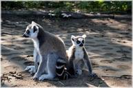 ring-tailed-lemur-primate-zoo-219827.jpg