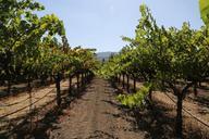 napa-valley-petite-verdot-grapes-921469.jpg