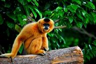 monkey-primate-asia-forest-1203486.jpg