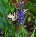 Eastern_Tiger_Swallowtail_Butterfly.jpg