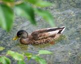 mallard-duck-waterfowl-mallard-898205.jpg