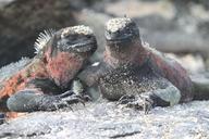 marine-iguana-lizard-galapagos-894481.jpg