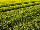 seed-field-arable-grass-green-779822.jpg