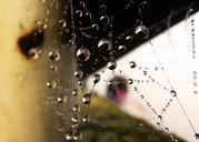 web-water-droplets-pearl-597244.jpg