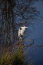 heron-ardea-cinerea-wader-pond-346943.jpg