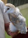 barn-owl-captive-young-wildlife-354260.jpg